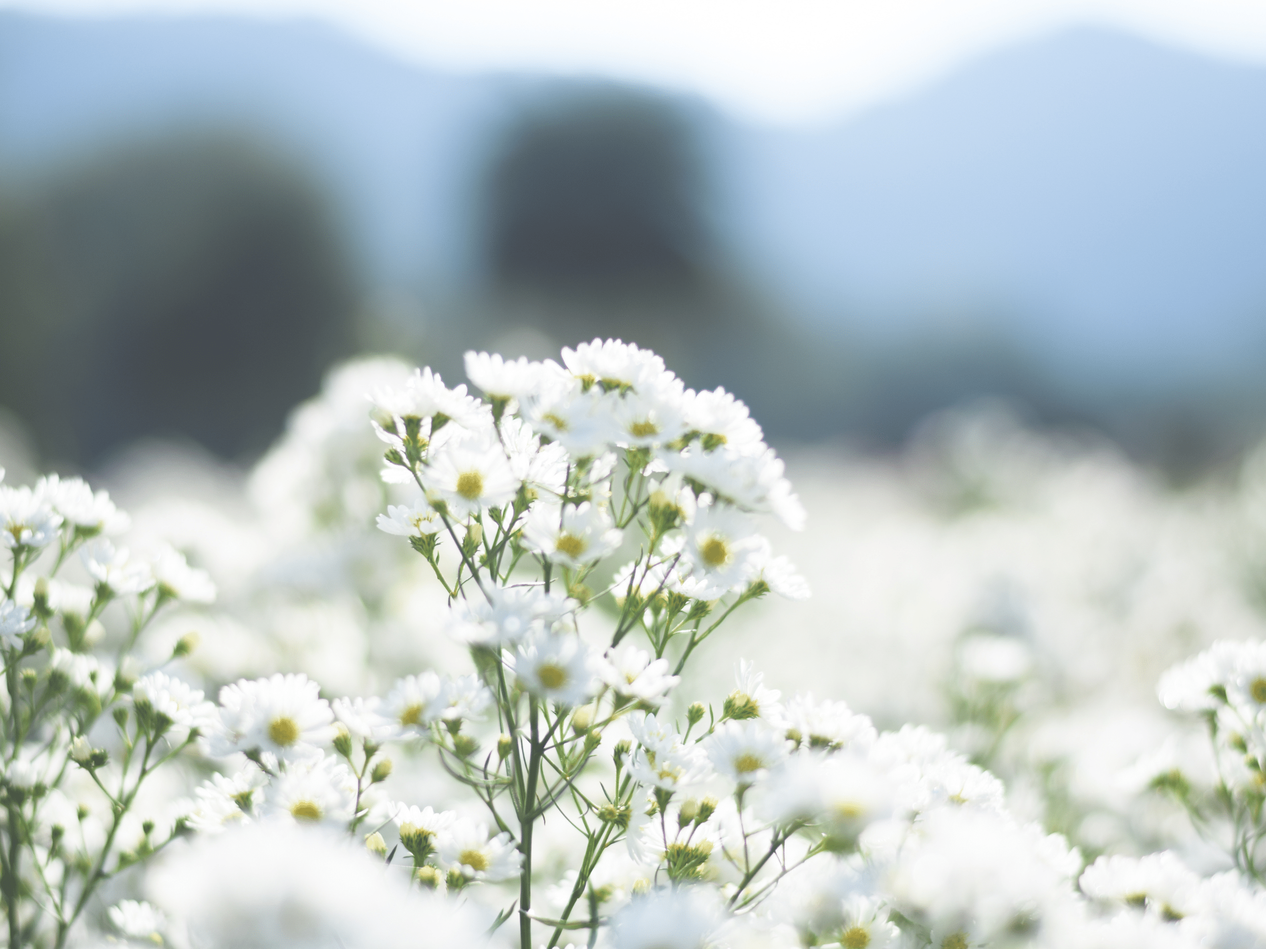 Loving and Supporting an Addicted Adult Child: Creating Calm Amid the Storm